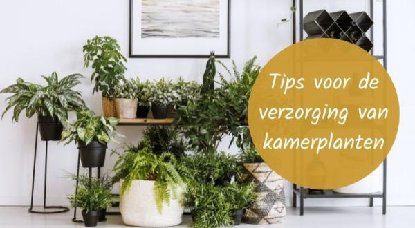 Tips voor de verzorging van kamerplanten